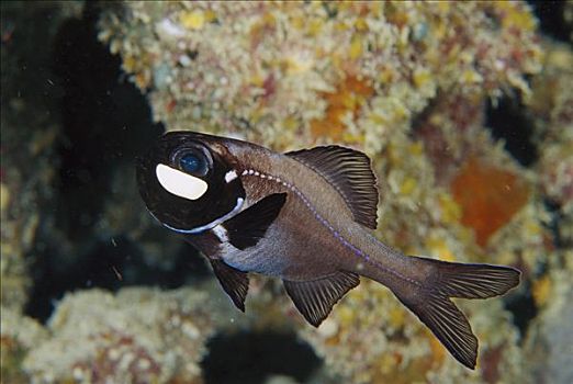 鱼,珊瑚海,澳大利亚
