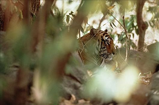 孟加拉虎,虎,保护色,丛林,印度
