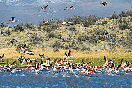 智利红鹤,起飞,托雷德裴恩国家公园,巴塔哥尼亚,智利,南美