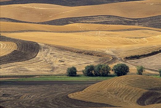 小麦,地点,犁地,丰收,帕劳瑟丘陵,华盛顿