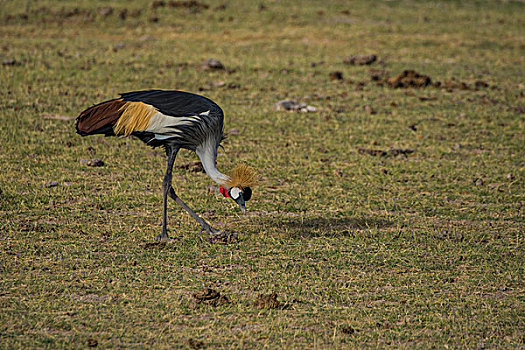 肯尼亚安博西里国家公园野生鸟类