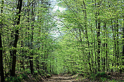 小路,山毛榉,桦树,小树林,树林,阿尔萨斯,法国
