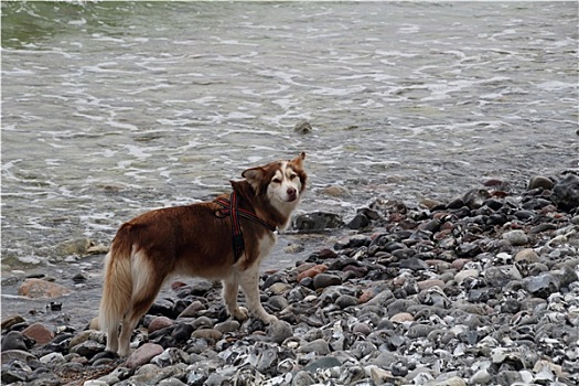 哈士奇犬,海岸