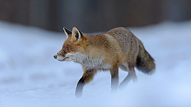 红狐,狐属,跑,雪,波希米亚风格,树林,捷克共和国,欧洲