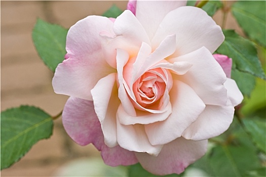 软,粉红玫瑰,花园
