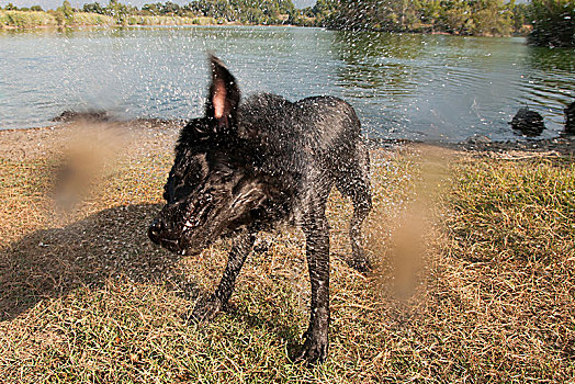 拉布拉多犬,抖动,游泳,湖