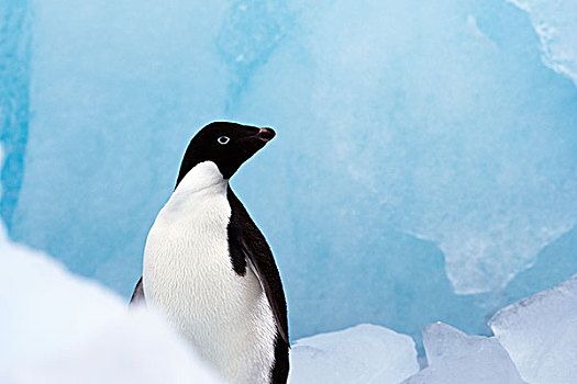 阿德利企鹅,南极半岛,南极
