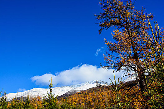 西北第一次白哈巴村秋日盛景