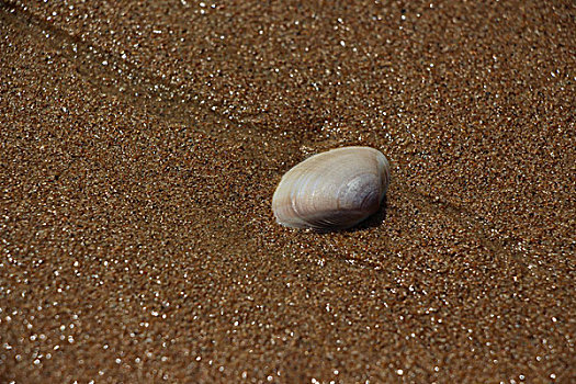 潮湿沙滩上的贝壳