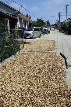 山东省日照市,秋收时节农村忙,农村大街上到处是玉米花生