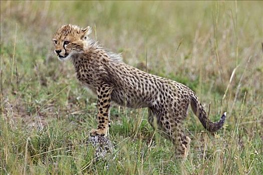 肯尼亚,纳罗克地区,马赛马拉,小猎豹,马赛马拉国家保护区