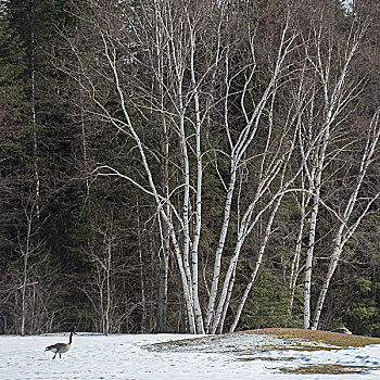 黑额黑雁,走,积雪,风景,赫克拉火山磨石省立公园,曼尼托巴,加拿大