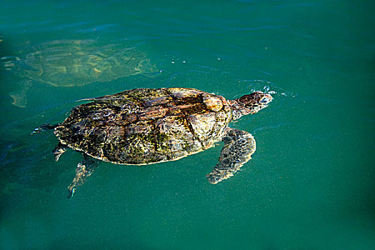 绿色,海洋,海龟,成年,游泳,水,大开曼岛,开曼群岛,加勒比
