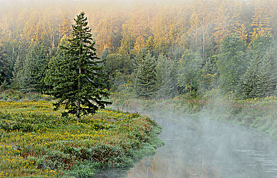 早晨,雾气,连通,溪流,萨德伯里,安大略省,加拿大