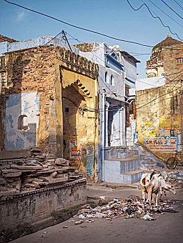 街道,老城,中心,涂绘,墙壁,神圣,母牛,城市,邦迪,印度