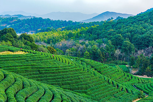 龙坞茶园茶山