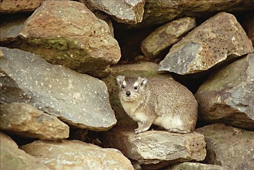 石头,蹄兔,保护色,马赛马拉国家保护区,肯尼亚
