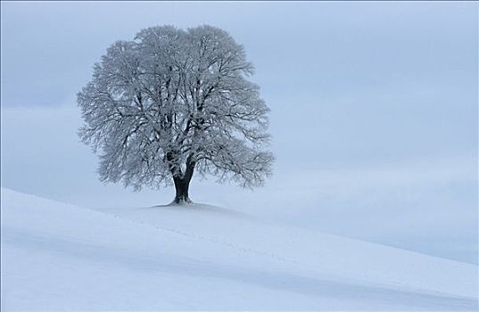 冬天,菩提树,树
