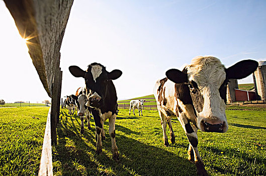 母牛,土地,站立,栅栏,明尼苏达,美国