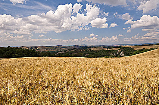 小麦,乡村,靠近,赭色,意大利