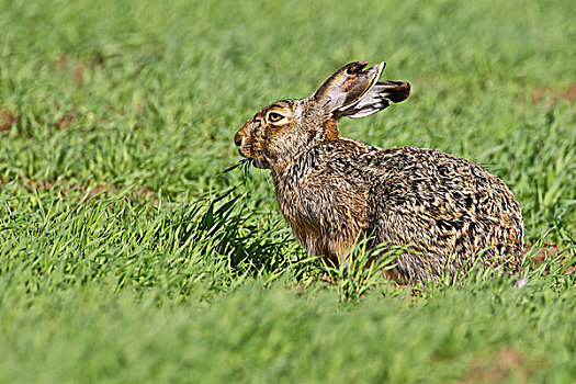 棕兔,欧洲野兔,布尔根兰,奥地利,欧洲