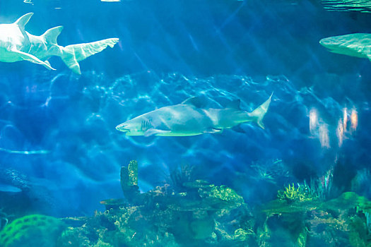 海洋公园鲨鱼水族馆