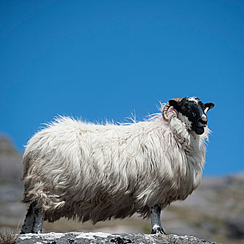 绵羊,犄角,科克郡,爱尔兰,欧洲