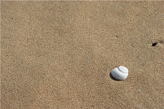壳,海滩,沙子