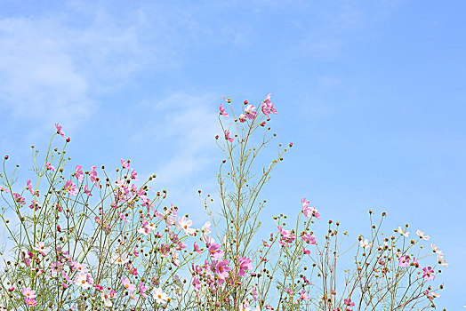 花,波斯菊