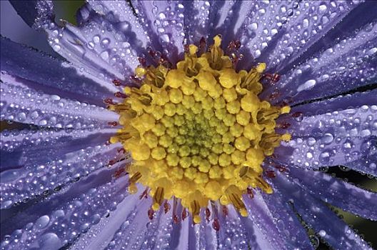 茂密,紫苑属,花,水滴