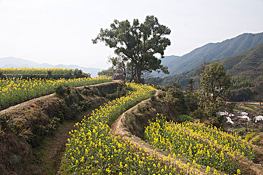 江西婺源,满山油菜花