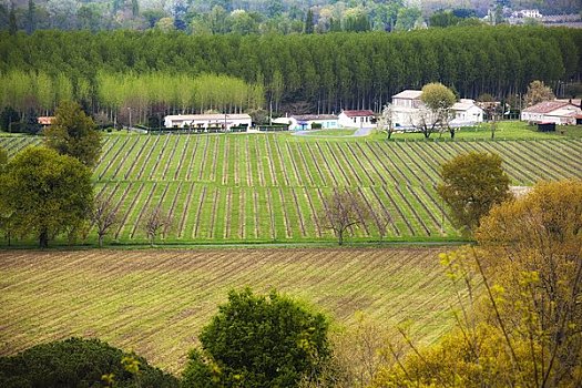 葡萄园,阿基坦,法国