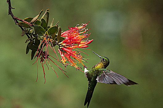 蜂鸟,花,花蜜,厄瓜多尔