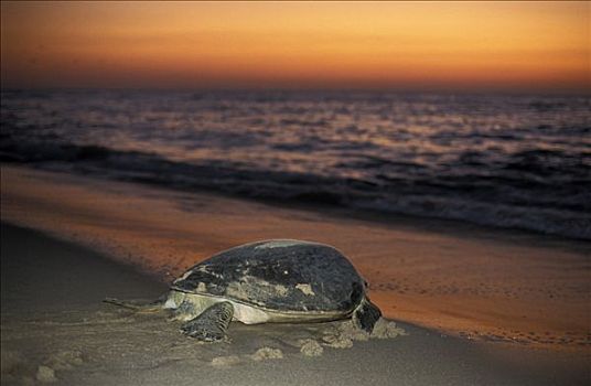 海龟,海滩,日出,阿曼