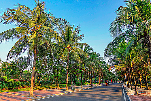 海南儋州新市委中湖公园椰子树