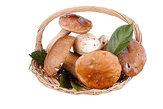 可食,牛肝菌,蘑菇,稻草,篮子,隔绝,白色背景