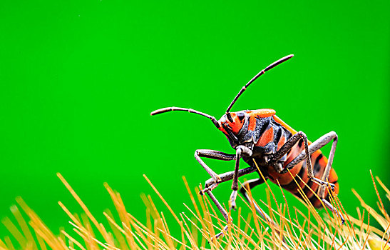 微距摄影昆虫