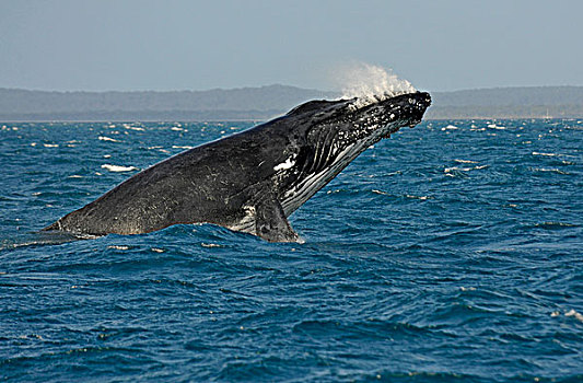 跳跃,扭曲,驼背,鲸,赫维湾,岛屿,背影,昆士兰,澳大利亚