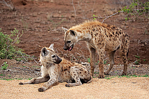 两个,斑点土狼,斑鬣狗,交际,行为,克鲁格国家公园,南非,非洲