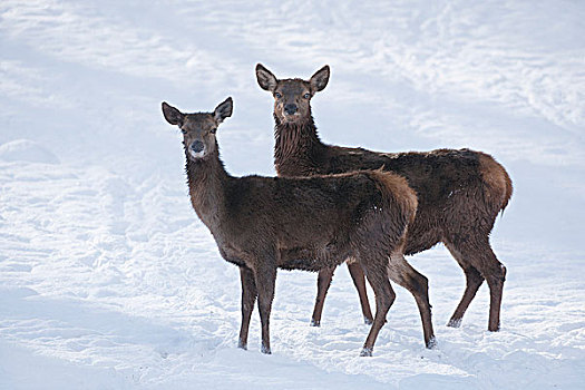 赤鹿,雌鹿,冬季外套,站立,雪地,俘获,巴伐利亚,德国,欧洲
