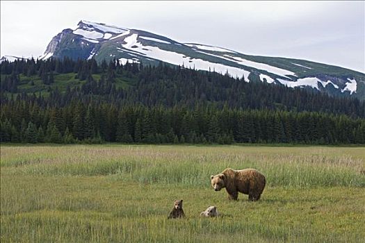 大灰熊,棕熊,女性,阿拉斯加