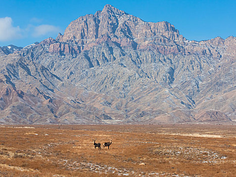 贺兰山风光,贺兰山国家自然保护区