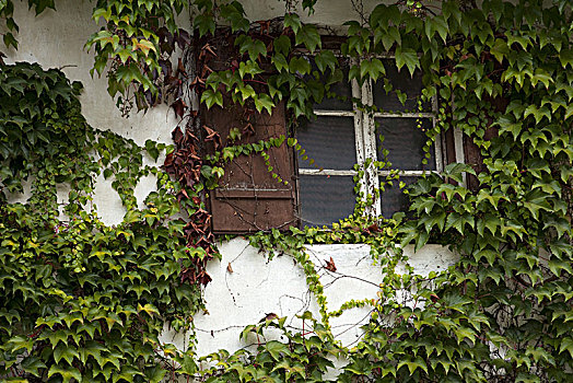 农舍,特写,窗户,遮盖,高山,巴伐利亚,德国