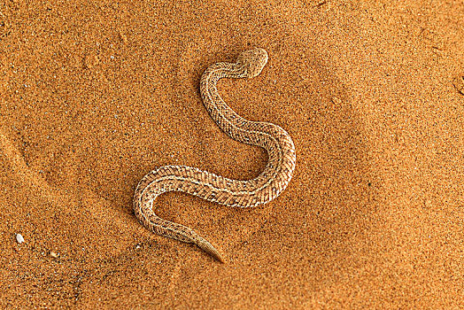蝰蛇,沙子,纳米布沙漠,纳米比亚,非洲