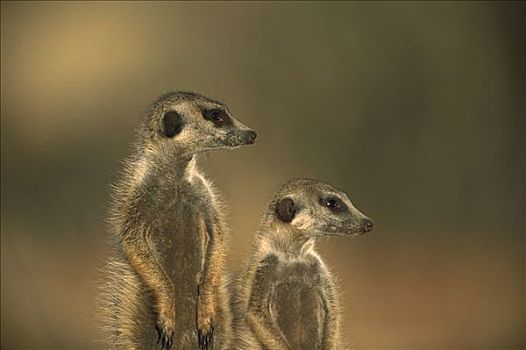 猫鼬,细尾獴属,一对,南非