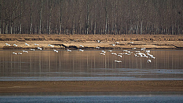 内蒙古磴口黄河湿地天鹅
