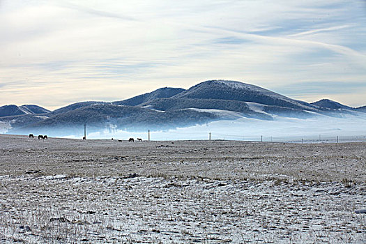 承德,坝上,草原,雪景,冬天,寒冷,树林,白桦树,原野,宽阔,开阔,白色,阳光,北国风光,牧场,冷清,安静,寂寞,睡