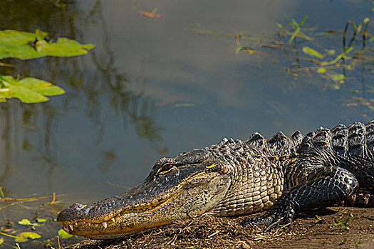 美国短吻鳄,阳光,美洲蛇鸟,小路,大沼泽地国家公园,佛罗里达,美国