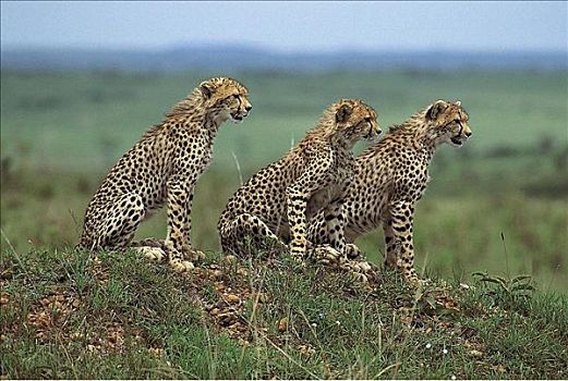 三个,年轻,印度豹,猎豹,猫科动物,哺乳动物,马赛马拉,肯尼亚,非洲,动物
