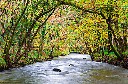河,木头,达特姆尔高原,国家公园,德文郡